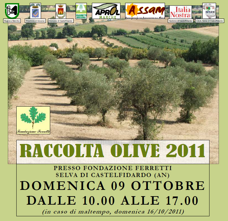 Raccolta Olive 2011