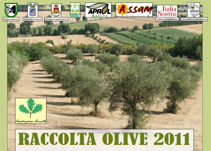 Raccolta delle olive 2011