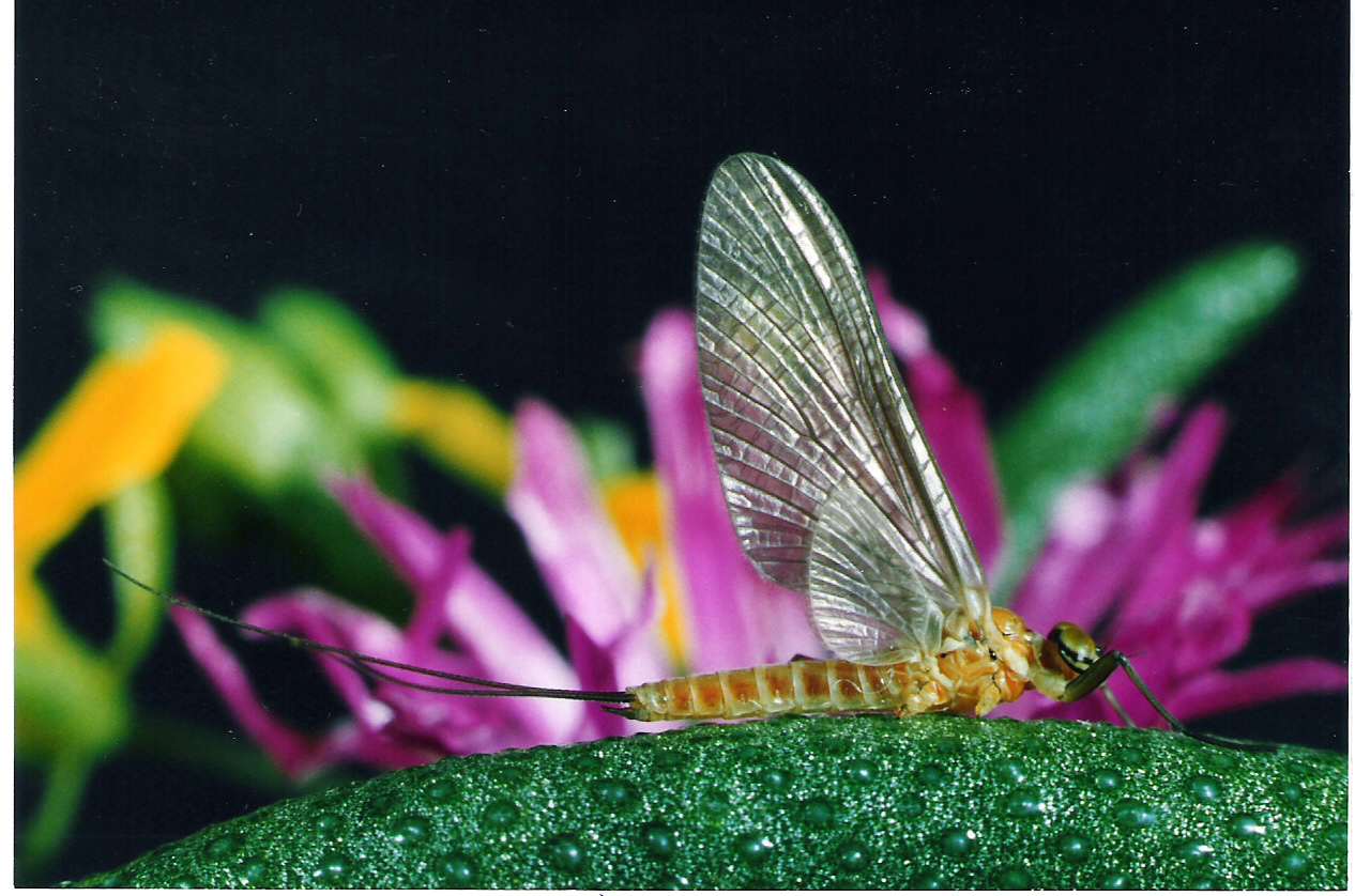 “La Vita e… il fiume” mostra sui Macroinvertebrati