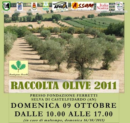 Raccolta delle olive con la fondazione Ferretti