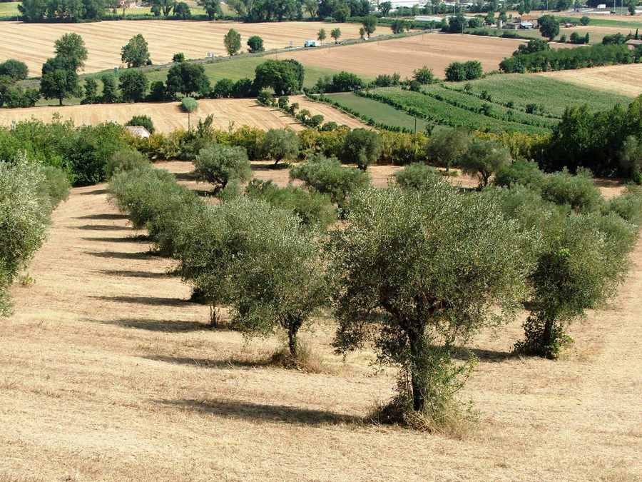 Rinviata la raccolta delle olive