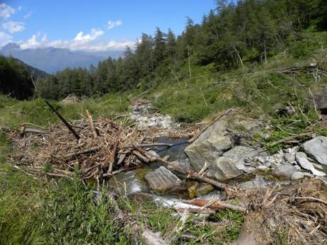 Raccolta legna a terra in aree demaniali fluviali