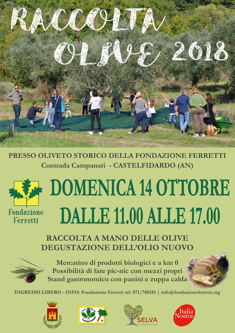 Raccolta delle olive presso la Fondazione Ferretti